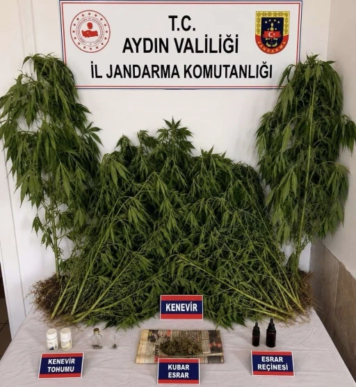 Ev ve bah&ccedil;esinde kenevir yetiştiren ş&uuml;pheli yakalandı
