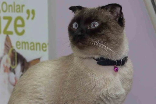 Evcil hayvan sahiplerine "mikro&ccedil;ip" uyarısı: Son g&uuml;n 31 Aralık, taktırmayana ceza
