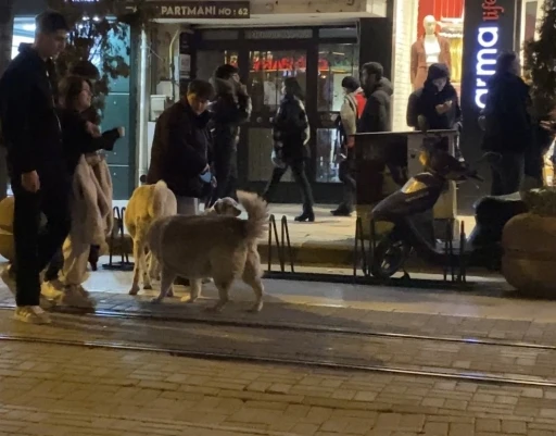 Evcil hayvanıyla y&uuml;r&uuml;rken sokak k&ouml;peklerinin arasında kaldı
