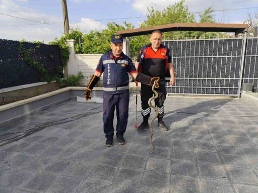 Eve giren yılan itfaiye ekiplerini seferber etti

