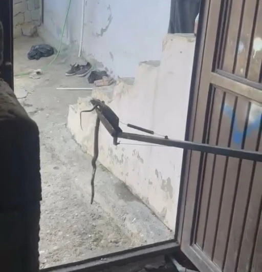 Eve giren yılan yakalanarak doğaya bırakıldı
