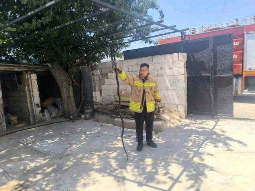 Evin bah&ccedil;esinde g&ouml;r&uuml;len 2 karayılan paniğe neden oldu
