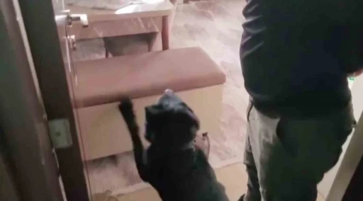 Evindeki sandıktan 814 gram eroin &ccedil;ıktı, "Satmıyorum, kullanıcıyım" dedi
