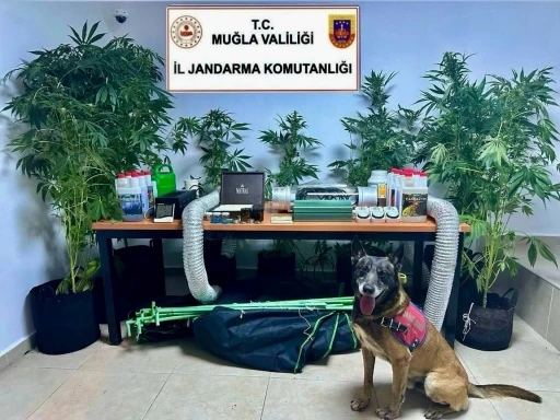 Evini uyuşturucu bahçesine çeviren öğretmen açığa alındı
