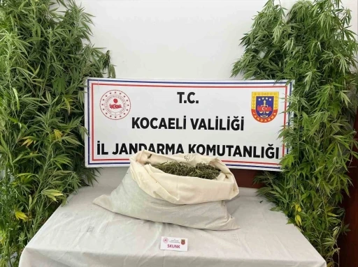 Evini uyuşturucu serasına çevirdi
