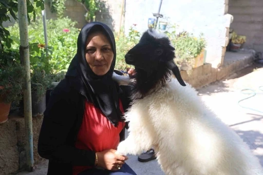 Evladını l&ouml;semiden kaybeden anne, teselliyi peşinden ayrılmayan kuzuda buldu
