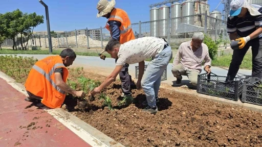 Eyyübiye’nin Çiçekleri Eyyübiye Serakent’ten

