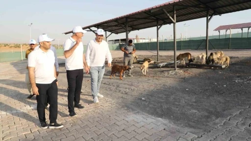 Eyyübiye, sokak hayvanları sorununu çözdü
