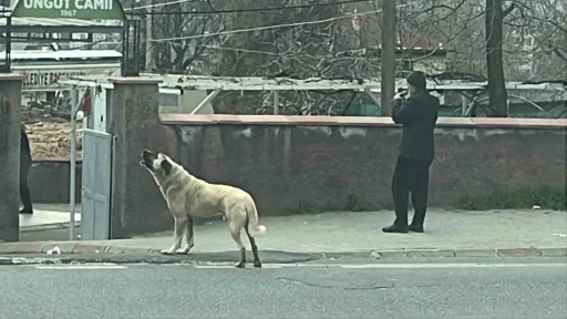 Ezanla birlikte uluyan k&ouml;pek dikkat &ccedil;ekti
