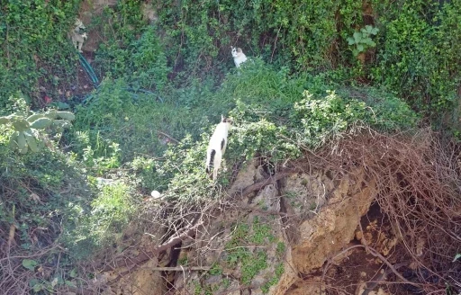 Falezlerde mahsur kaldığı sanılan kedilerin keyfi &lsquo;ihbarla&rsquo; son buldu

