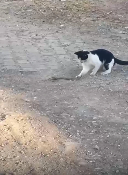 Fareyle oynar gibi yılanla oynadı, ağzıyla kapıp uzaklaştı
