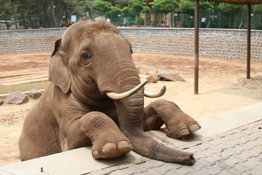 Fatma Şahin&rsquo;den CHP&rsquo;li Başarır&rsquo;a yalanlama

