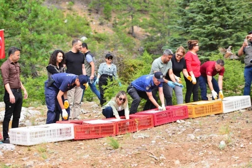 Feke’de sazanlar baraja, keklikler dağlara salındı
