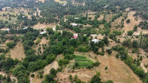 Feke&rsquo;nin dağ k&ouml;y&uuml;nde sarı kantaron ve kekik geleneksel y&ouml;ntemlerle şifa kaynağına d&ouml;n&uuml;ş&uuml;yor
