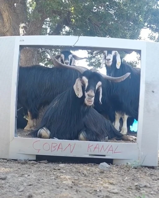 Fenomen &ccedil;oban bu kez ekran başına ge&ccedil;en ke&ccedil;isine seslendirme yaptı
