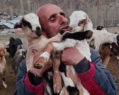 Fenomen &ccedil;obanın oğlak sevgisi y&uuml;rekleri ısıttı
