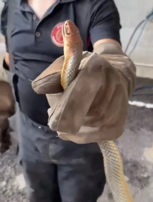 Feribottan inen ara&ccedil;tan yılan &ccedil;ıktı
