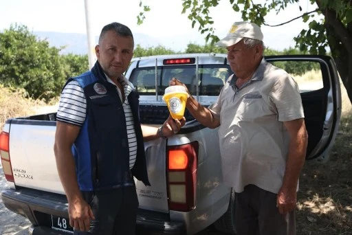 Feromon Tuzak Uygulaması Köyceğiz'de Başladı