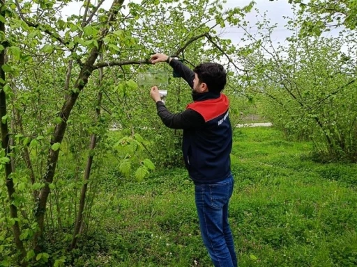 Fındık bah&ccedil;elerinde takip başladı