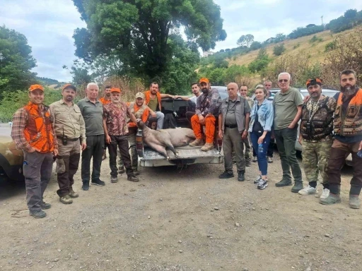 Fındık sezonu &ouml;ncesi domuz alarmı: Avcılar harekete ge&ccedil;ti
