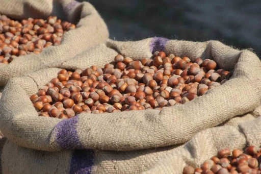 Fındık üreticilerinden Ferrero’ya &quot;manipülasyon&quot; tepkisi: &quot;Amaç üreticiyi panikletip ucuza fındık almak&quot;
