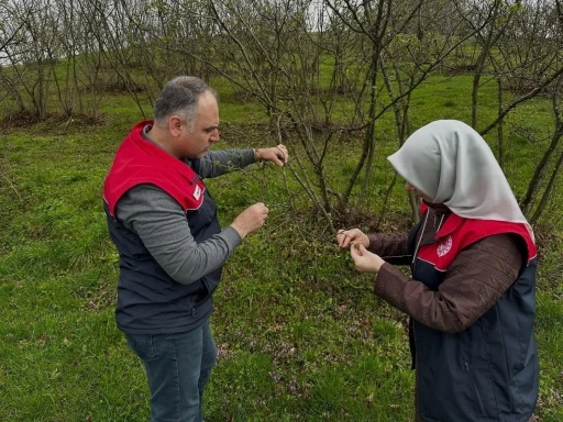 Fındık &uuml;reticilerine "kozalak akarı" ve "k&uuml;lleme" uyarısı
