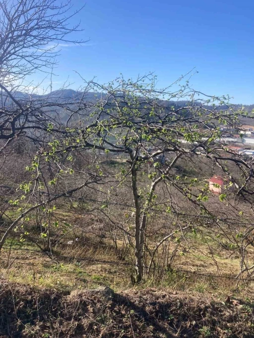 Fındık &uuml;reticilerine sigorta uyarısı
