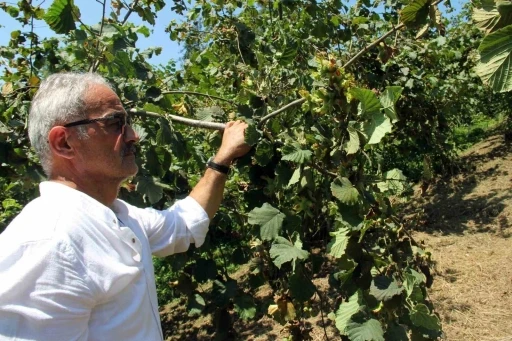 Fındıkta hasat &ouml;ncesi fiyatlar geriledi, g&ouml;zler alım fiyatında
