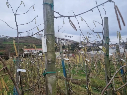 Fındıkta kozalak akarı verim kaybına yol a&ccedil;ıyor
