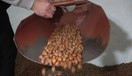Fındıkta stoklar eriyor, yeni sezonun yolu açılıyor
