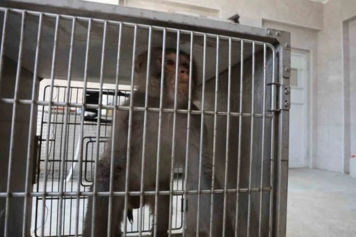 Firari maymun, ortalığı birbirine kattığı konteyner kentte kendisine ekmek vermek isteyen kadını yaraladı
