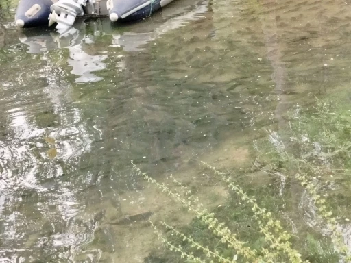 Fırat Nehri&rsquo;nde akıntı arttı: Binlerce balık kıyıya akın etti
