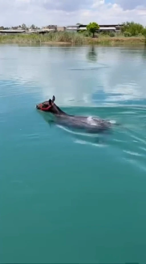 Fırat Nehrinde y&uuml;zen atı g&ouml;renler g&ouml;zlerine inanamadı
