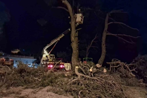 Fırtına &ccedil;am ağacını devirdi
