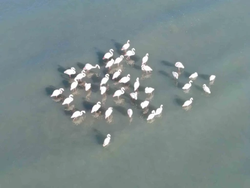 Flamingolar bu yıl da Van&rsquo;dan g&ouml;&ccedil; etmedi
