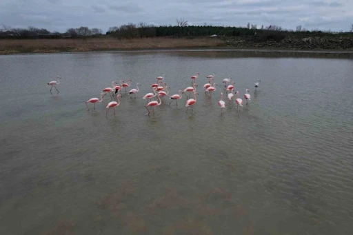 Flamingolar B&uuml;y&uuml;k&ccedil;ekmece G&ouml;l&uuml;&rsquo;nde g&ouml;r&uuml;nt&uuml;lendi
