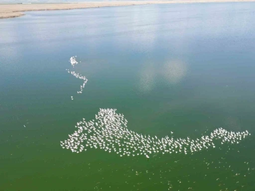 Flamingolar doğanın bahara uyanışını müjdeledi

