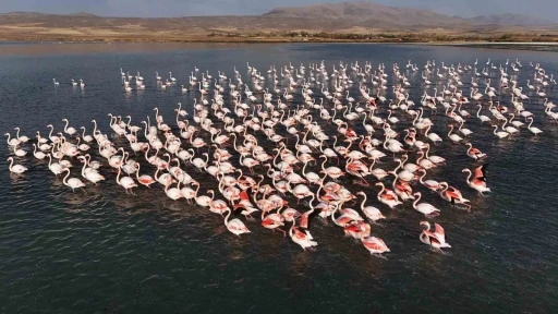 Flamingolar, Erçek Gölü’ndeki konaklama süresini uzattı
