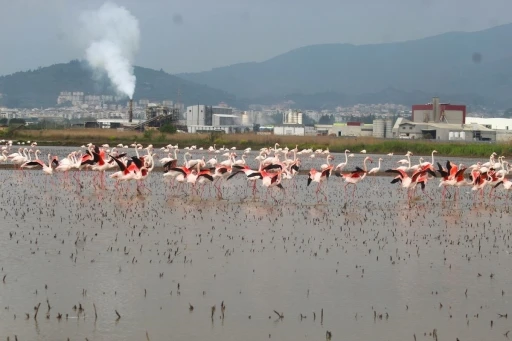 Flamingolar Söke Ovası’nı şenlendirdi
