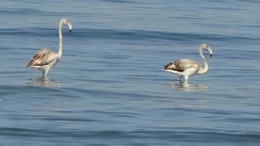 Flamingoların yeni durağı İskele sahili oldu
