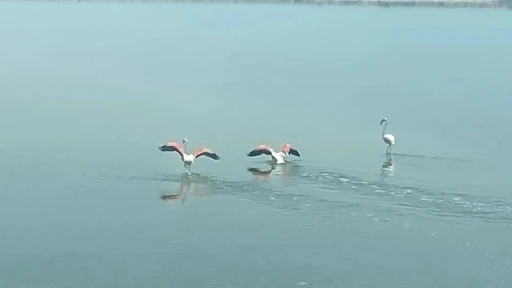 Flamingoların zorlu göçü tamamlandı
