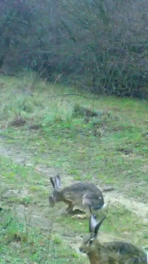 Fotokapanına takılan iki tavşan g&uuml;l&uuml;msetti
