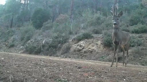 Ganos Dağları&rsquo;nda karacalar fotokapana yakalandı
