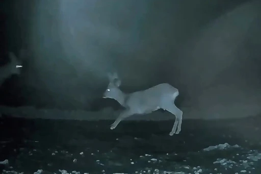 Ganos&rsquo;ta doğanın neşesi karacalar g&ouml;r&uuml;nt&uuml;lendi
