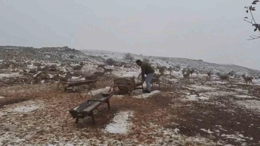 &lsquo;Gazella gazella&rsquo; dağ ceylanlarının kar keyfi
