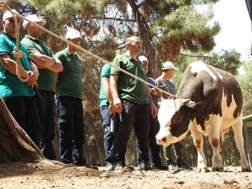 Gaziantep Büyükşehir, kurban yakalama timi bayrama hazır
