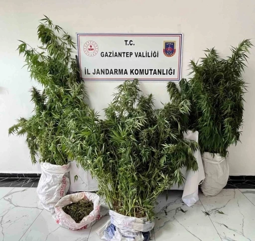 Gaziantep&rsquo;te 215 k&ouml;k kenevir ele ge&ccedil;irildi: 1 g&ouml;zaltı
