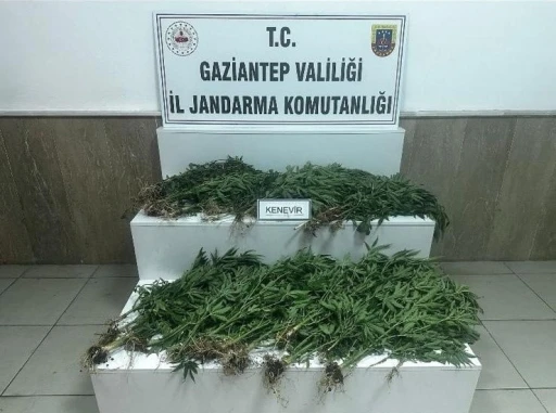 Gaziantep’te 403 kök kenevir ele geçirildi: 14 gözaltı
