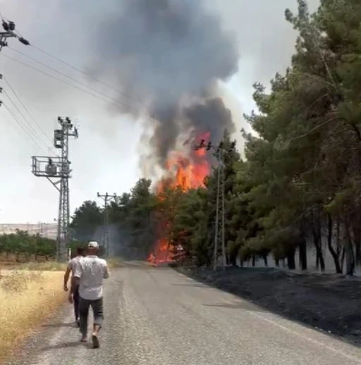 Gaziantep&rsquo;te orman yangını
