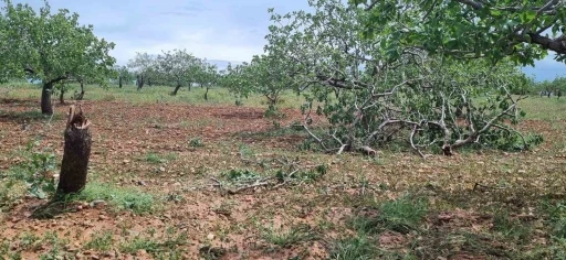 Gaziantep&rsquo;te &lsquo;s&uuml;per h&uuml;cre&rsquo; tarım alanlarını vurdu
